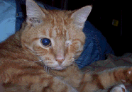 oneeyecat