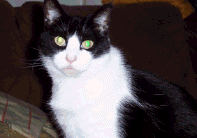 my other cat